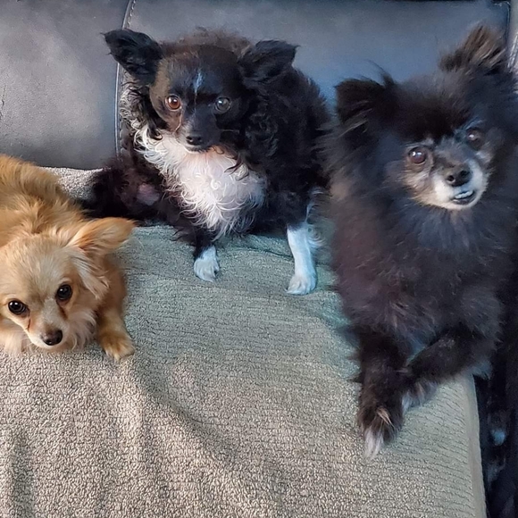 Bella Taylor Gadget pouch / wallet with CROSS design NEW - Picture 8 of 9